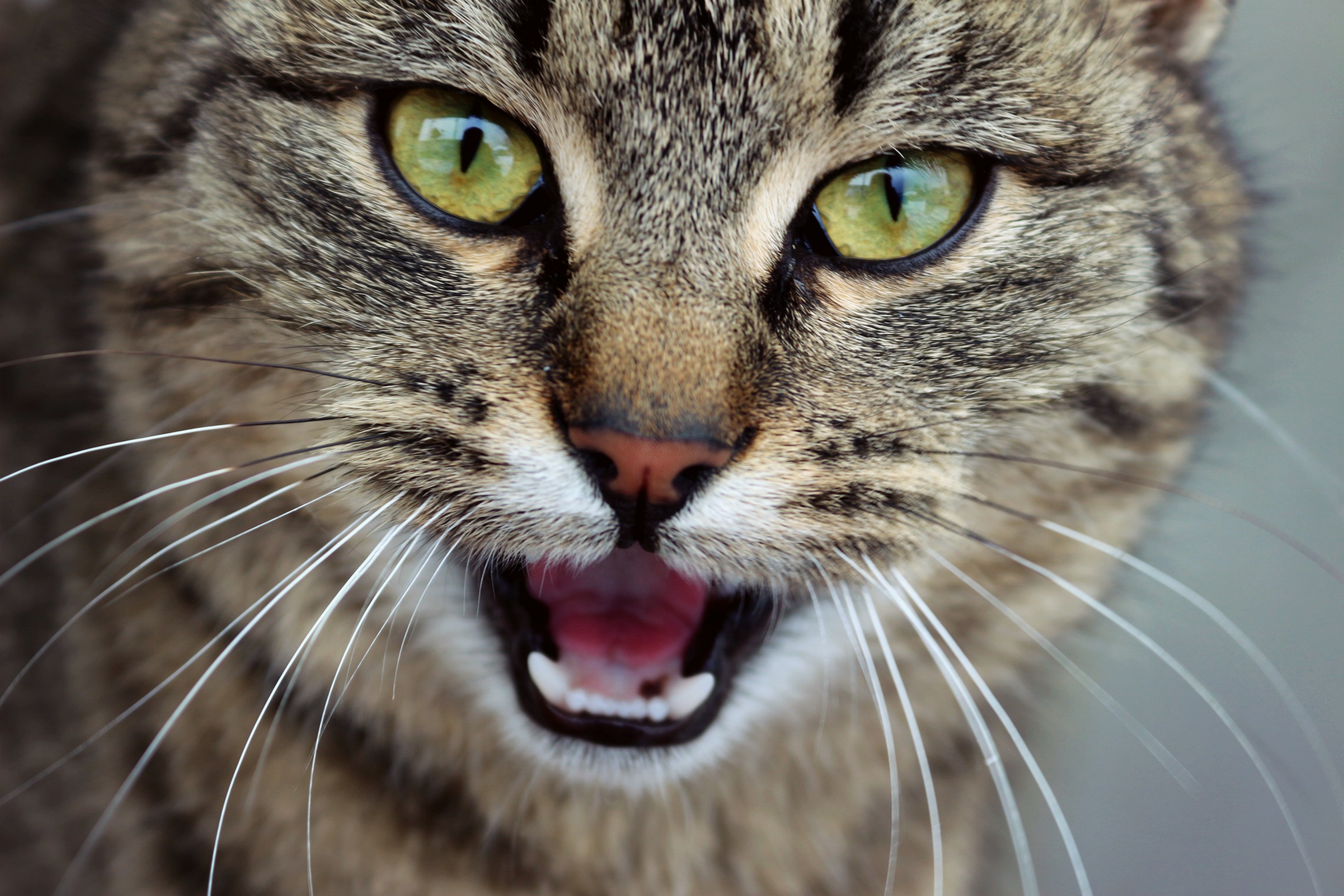 Der Ratgeber rund um die Katze zum Thema Katzenhaltung, Katzenspielzeug und Kratzbäume