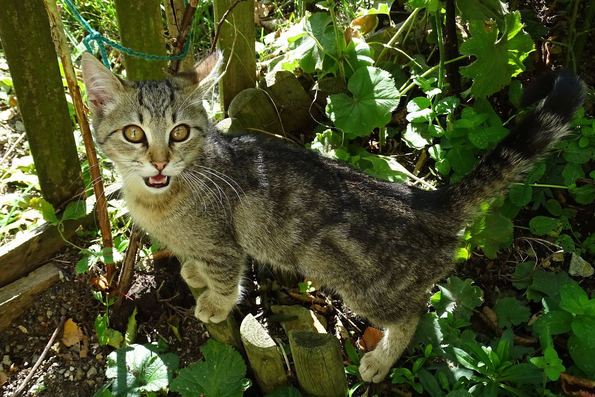 Der Ratgeber rund um die Katze zum Thema Katzenhaltung, Katzenspielzeug und Kratzbäume