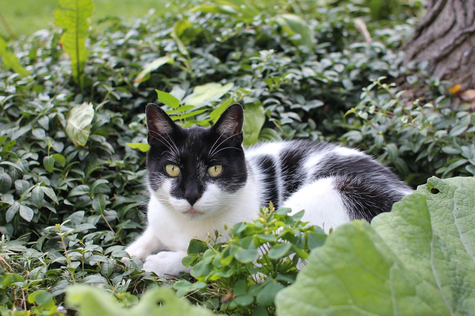 Der Ratgeber rund um die Katze zum Thema Katzenhaltung, Katzenspielzeug und Kratzbäume