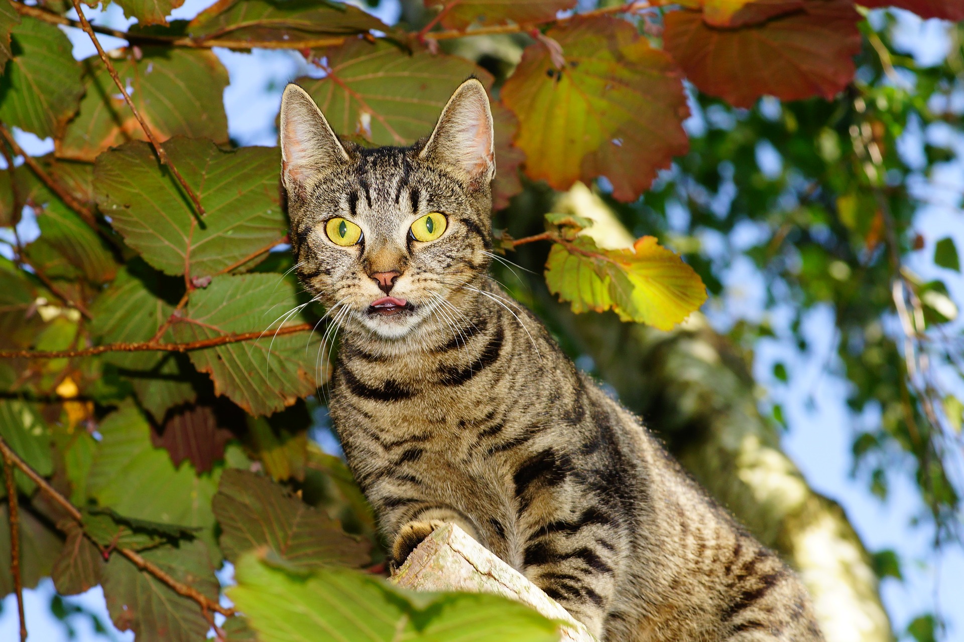 Der Ratgeber rund um die Katze zum Thema Katzenhaltung, Katzenspielzeug und Kratzbäume