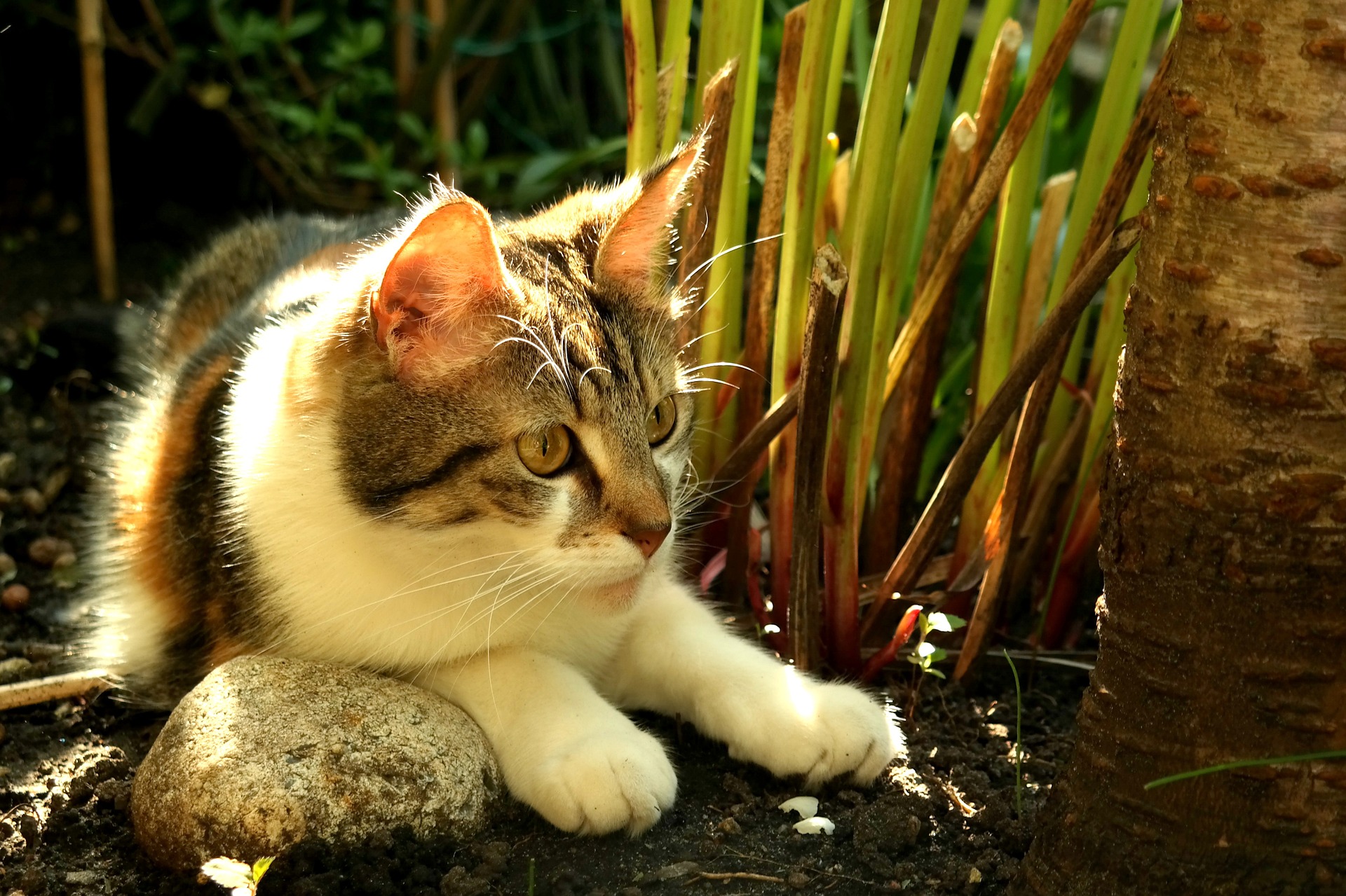 Der Ratgeber rund um die Katze zum Thema Katzenhaltung, Katzenspielzeug und Kratzbäume