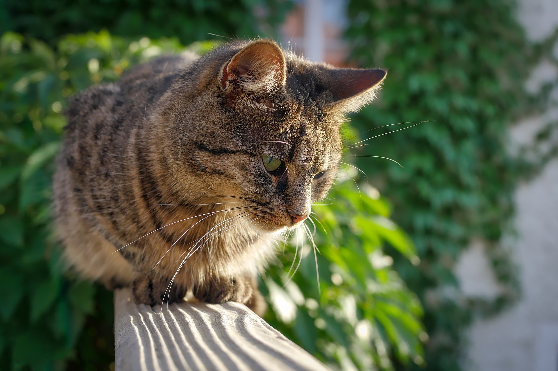 Der Ratgeber rund um die Katze zum Thema Katzenhaltung, Katzenspielzeug und Kratzbäume