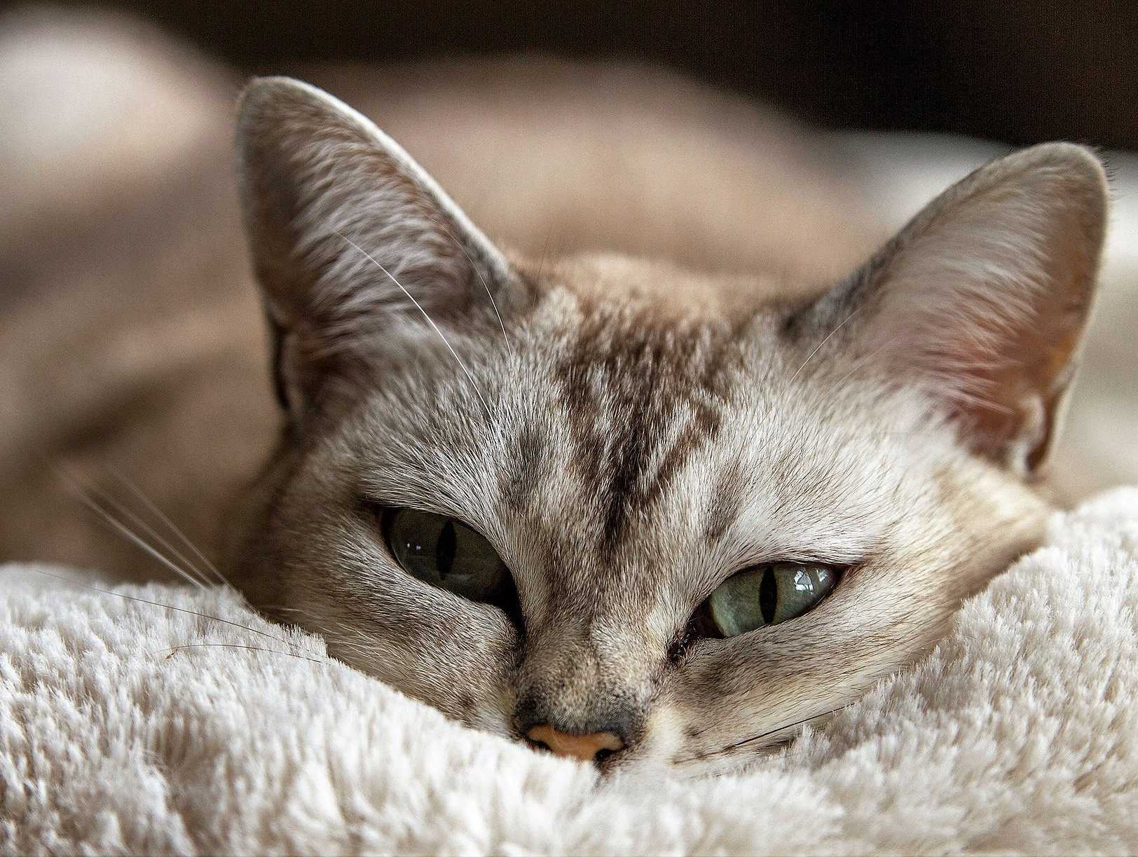 Der Ratgeber rund um die Katze zum Thema Katzenhaltung, Katzenspielzeug und Kratzbäume