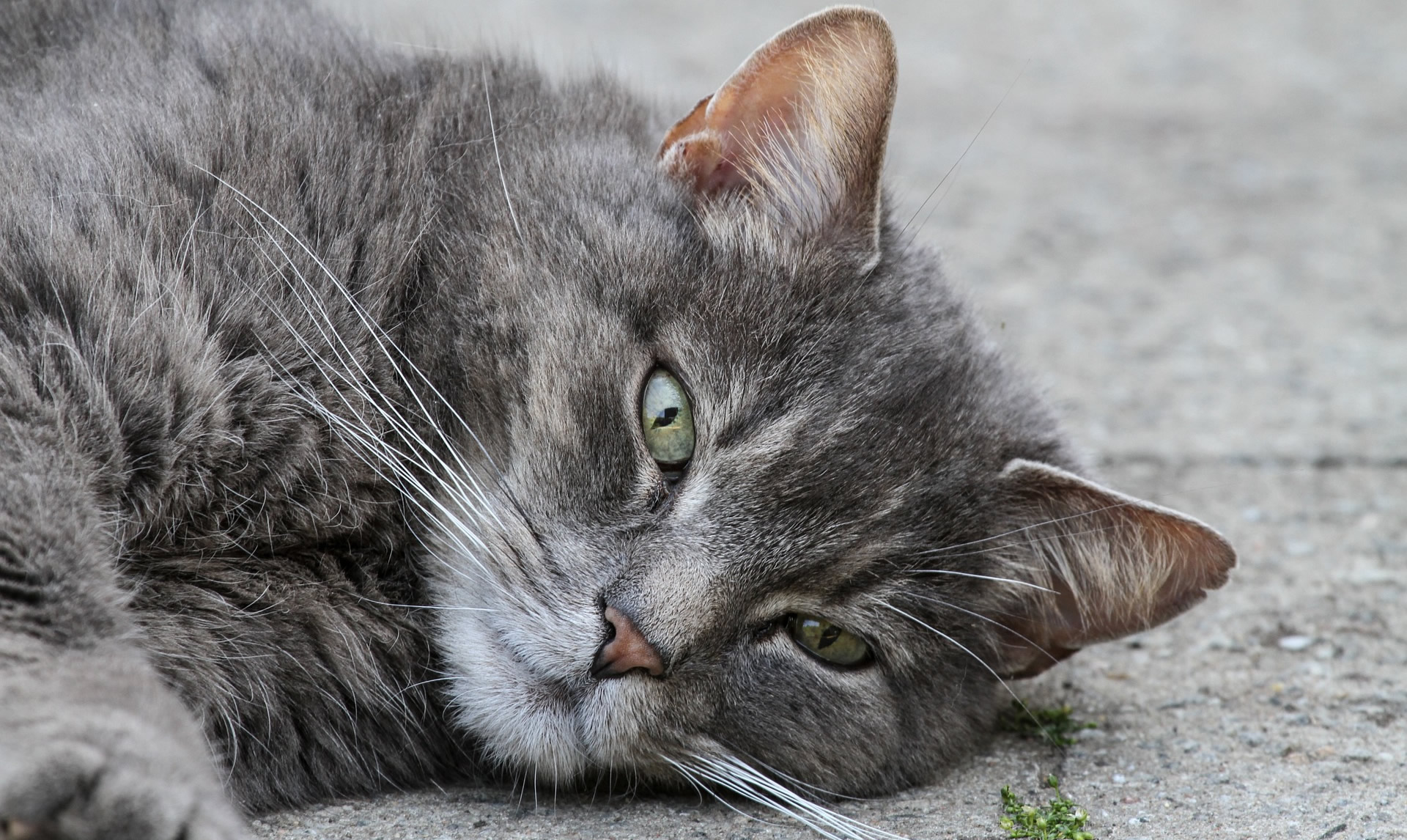 Der Ratgeber rund um die Katze zum Thema Katzenhaltung, Katzenspielzeug und Kratzbäume