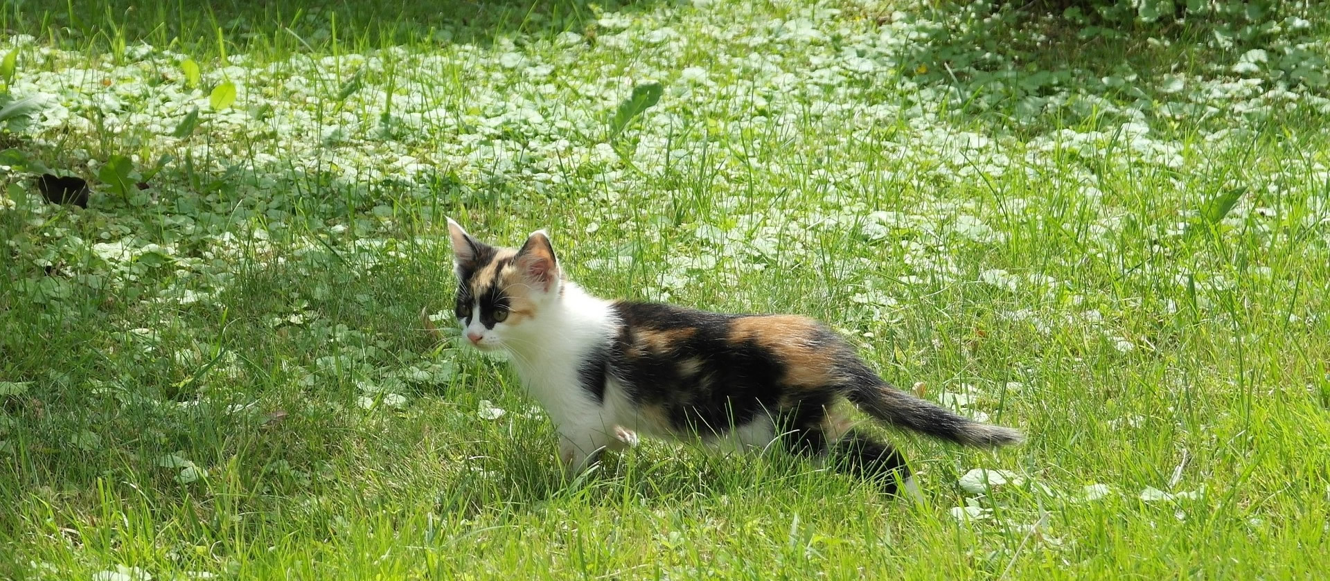 Der Ratgeber rund um die Katze zum Thema Katzenhaltung, Katzenspielzeug und Kratzbäume