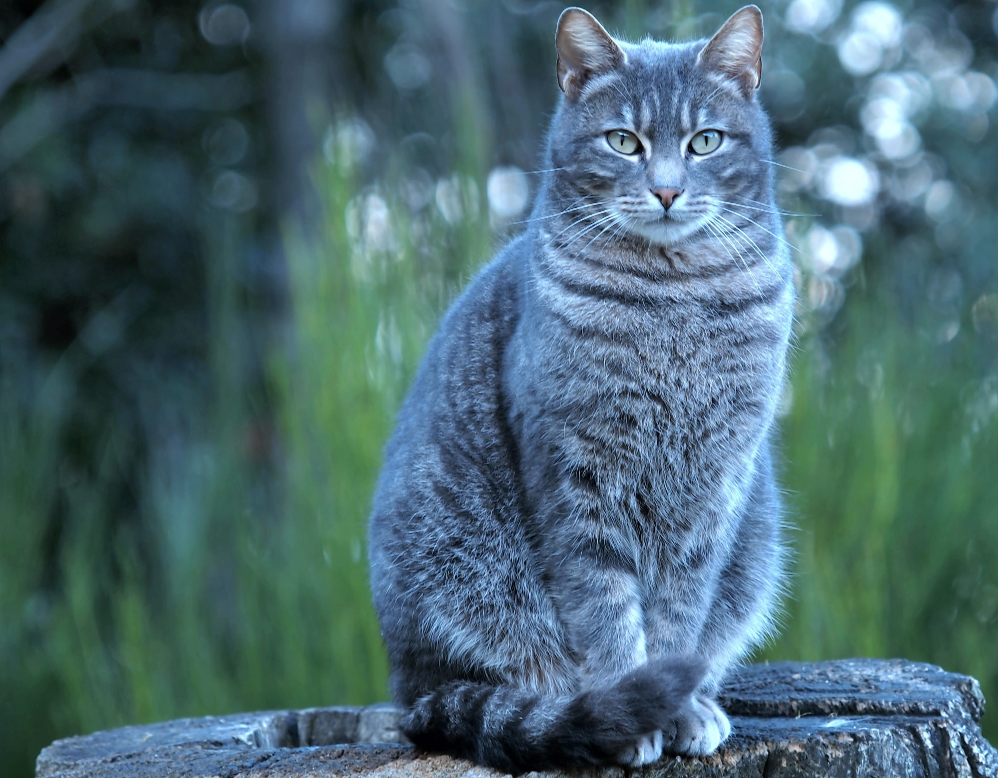 Der Ratgeber rund um die Katze zum Thema Katzenhaltung, Katzenspielzeug und Kratzbäume