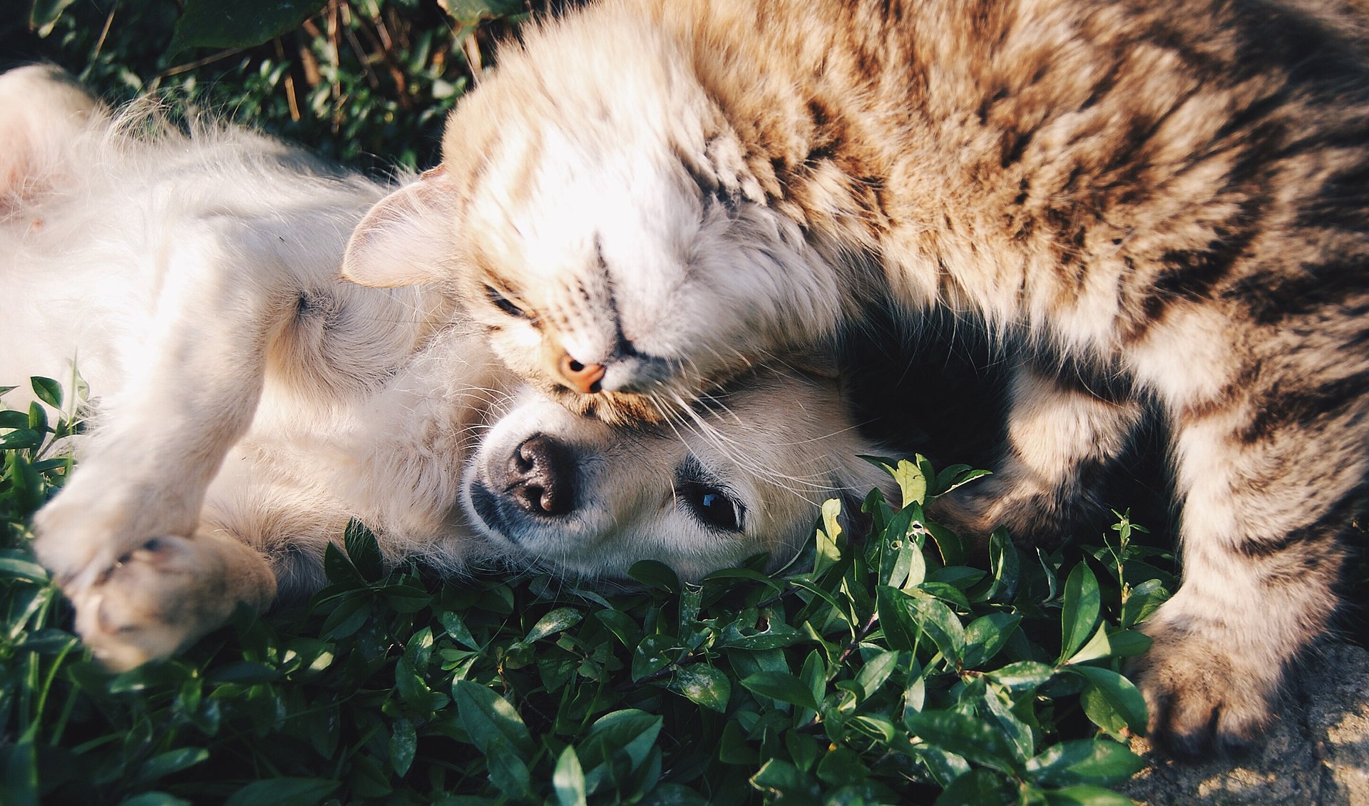 Der Ratgeber rund um die Katze zum Thema Katzenhaltung, Katzenspielzeug und Kratzbäume