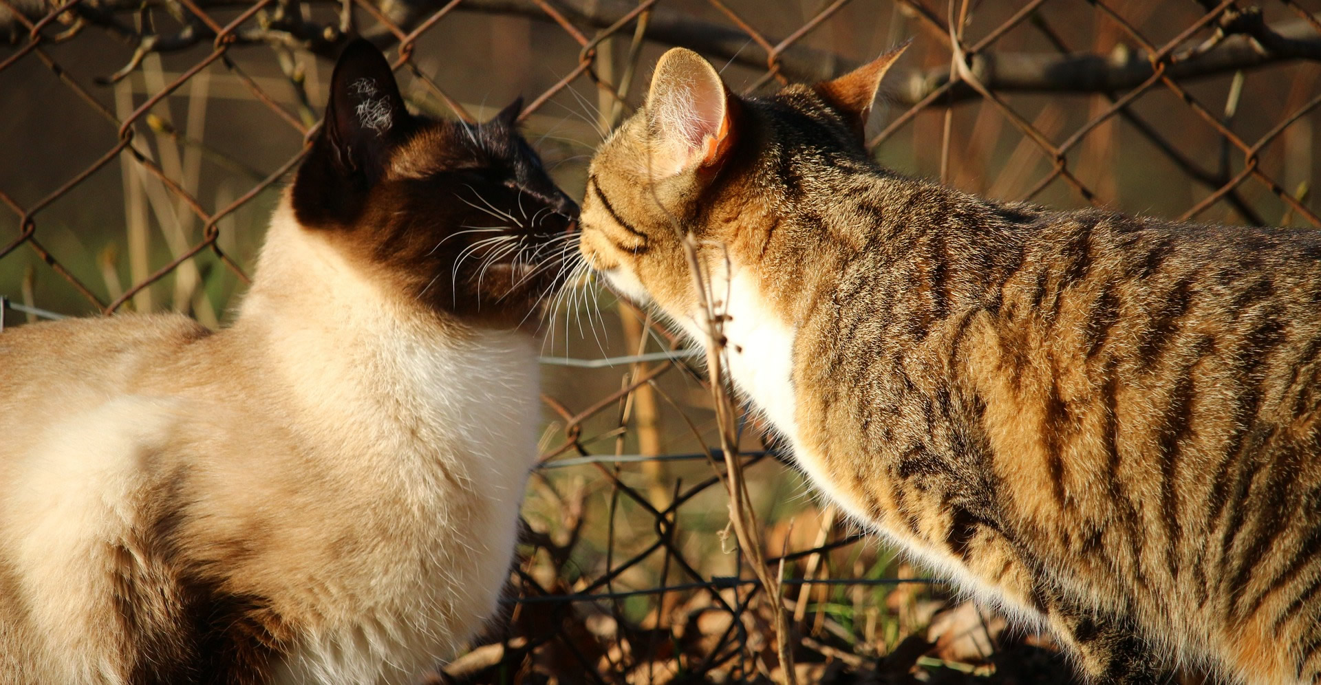 Der Ratgeber rund um die Katze zum Thema Katzenhaltung, Katzenspielzeug und Kratzbäume