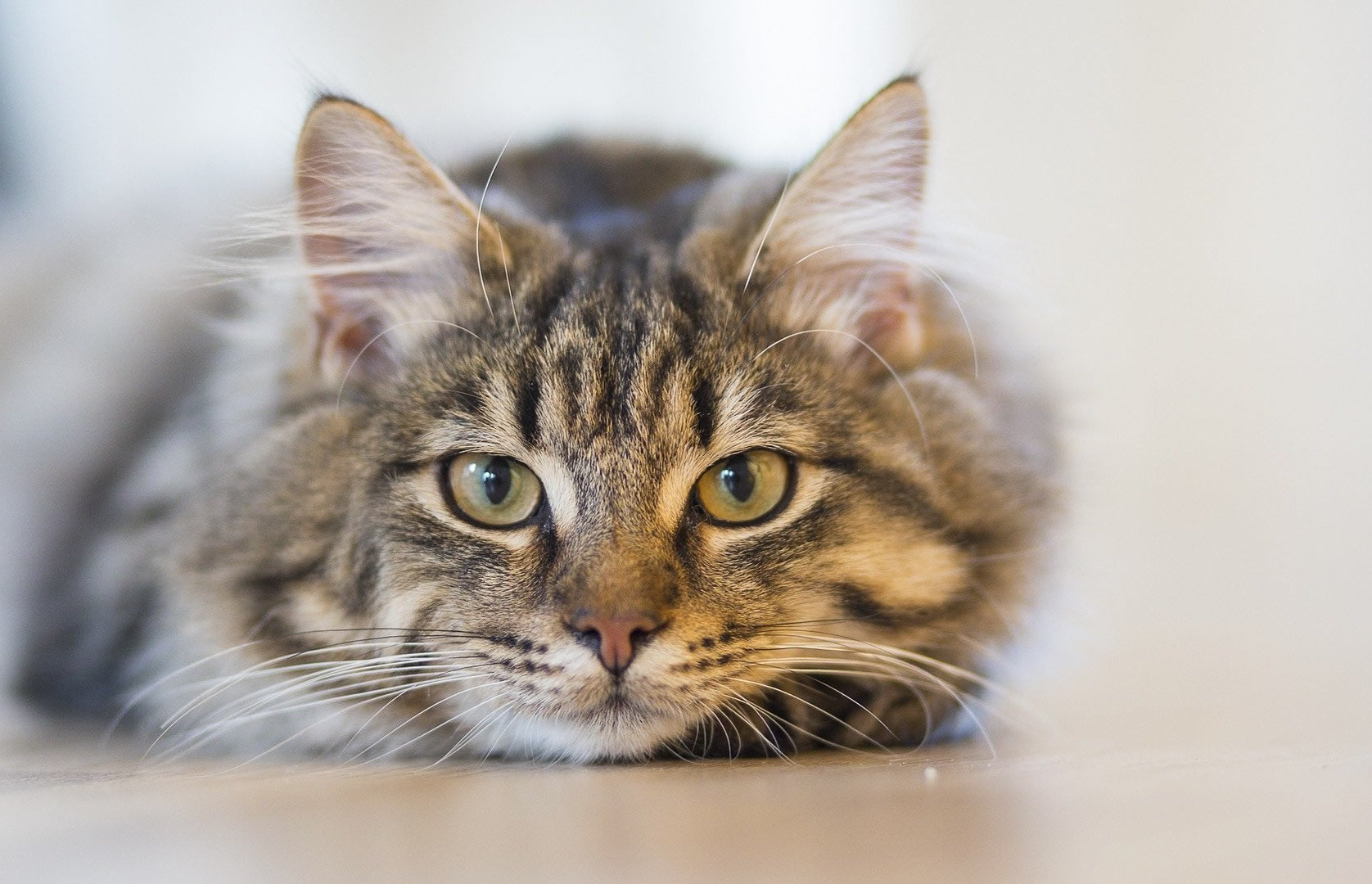 Der Ratgeber rund um die Katze zum Thema Katzenhaltung, Katzenspielzeug und Kratzbäume