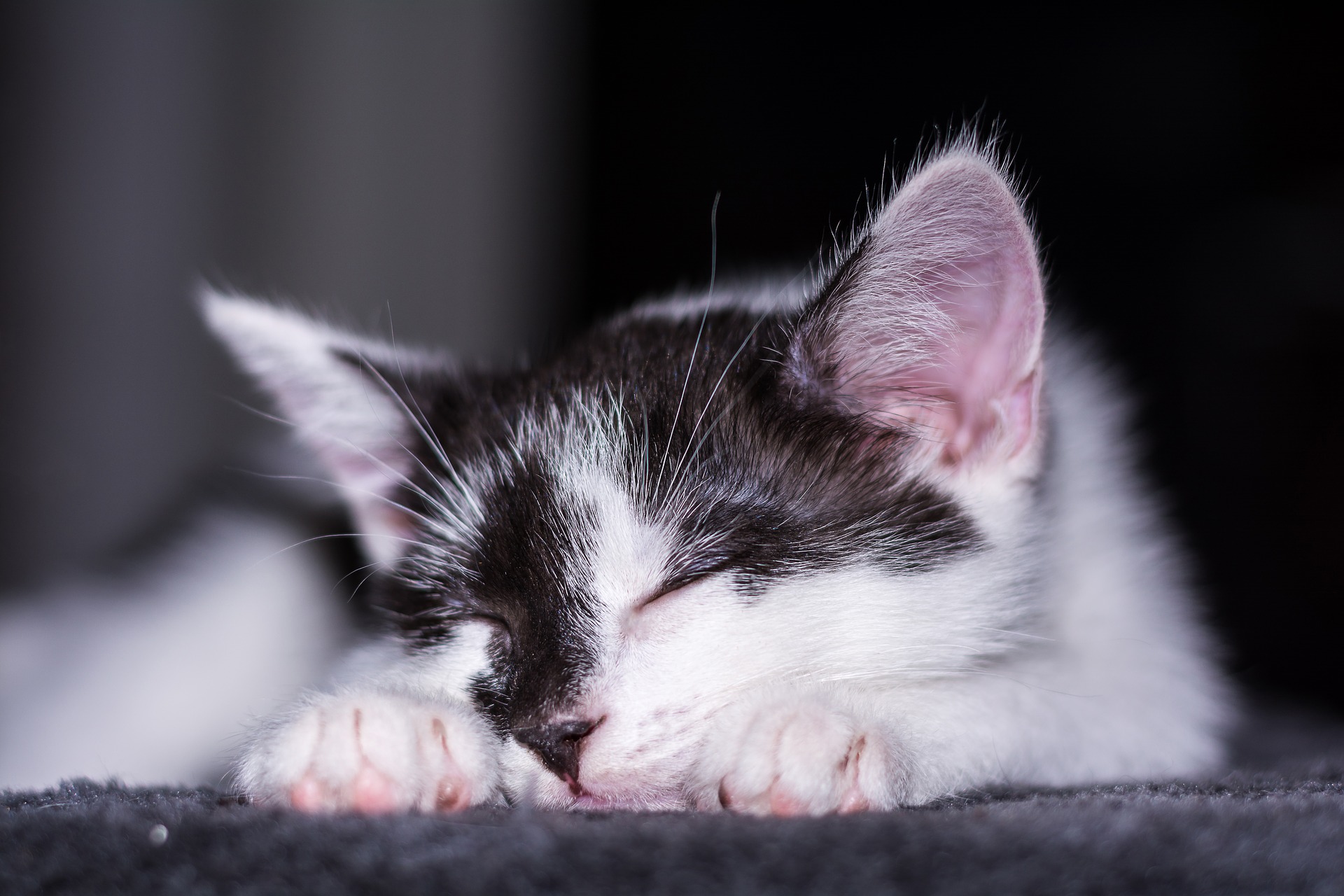 Der Ratgeber rund um die Katze zum Thema Katzenhaltung, Katzenspielzeug und Kratzbäume