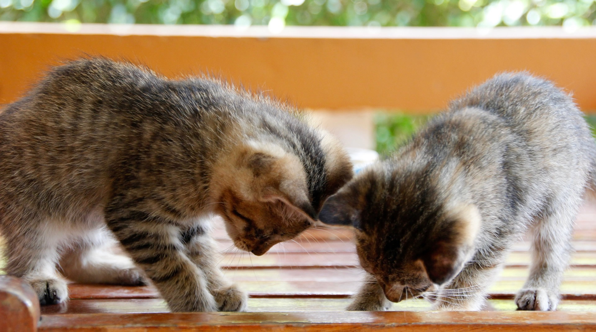 Der Ratgeber rund um die Katze zum Thema Katzenhaltung, Katzenspielzeug und Kratzbäume