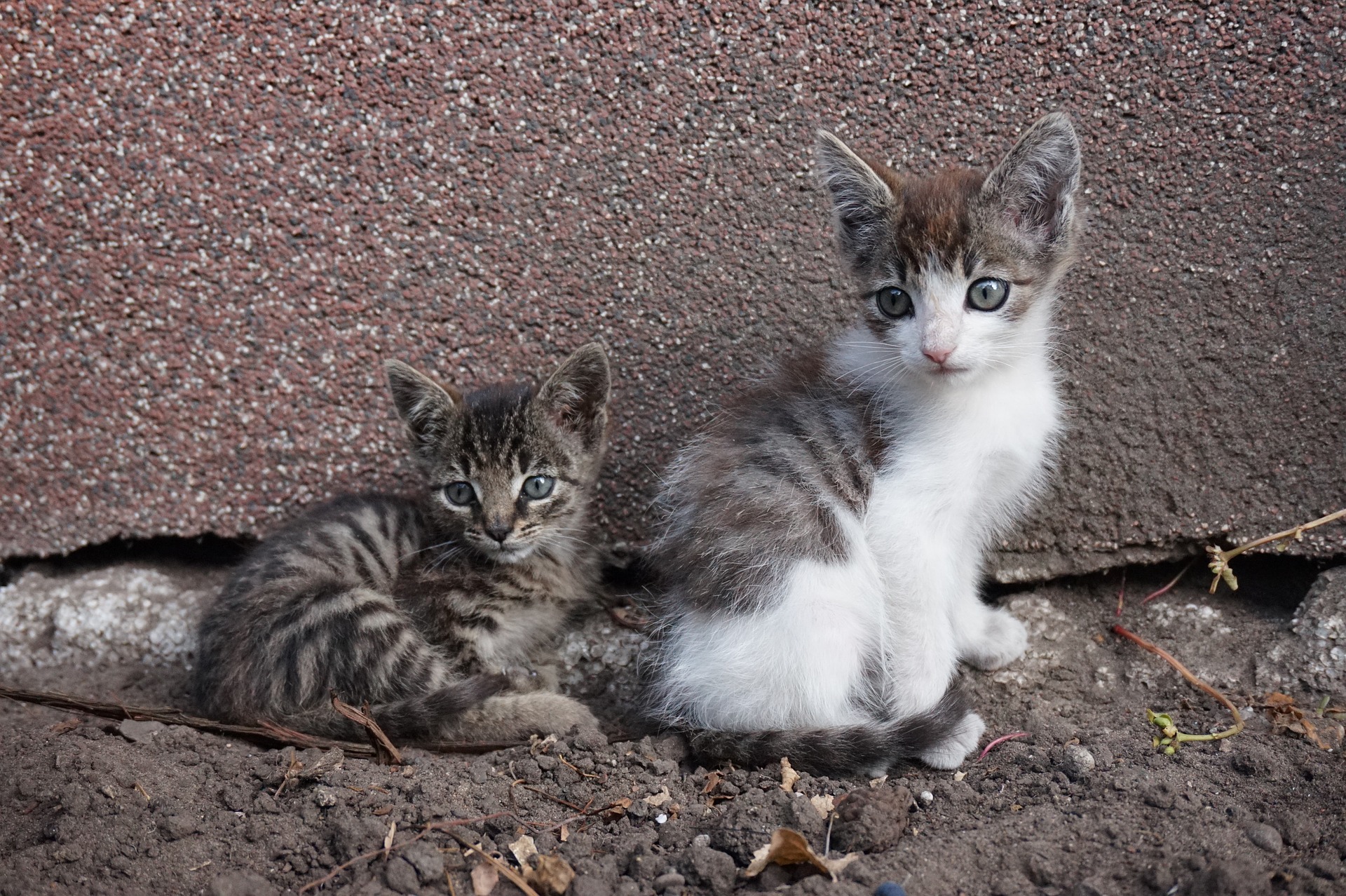 Der Ratgeber rund um die Katze zum Thema Katzenhaltung, Katzenspielzeug und Kratzbäume