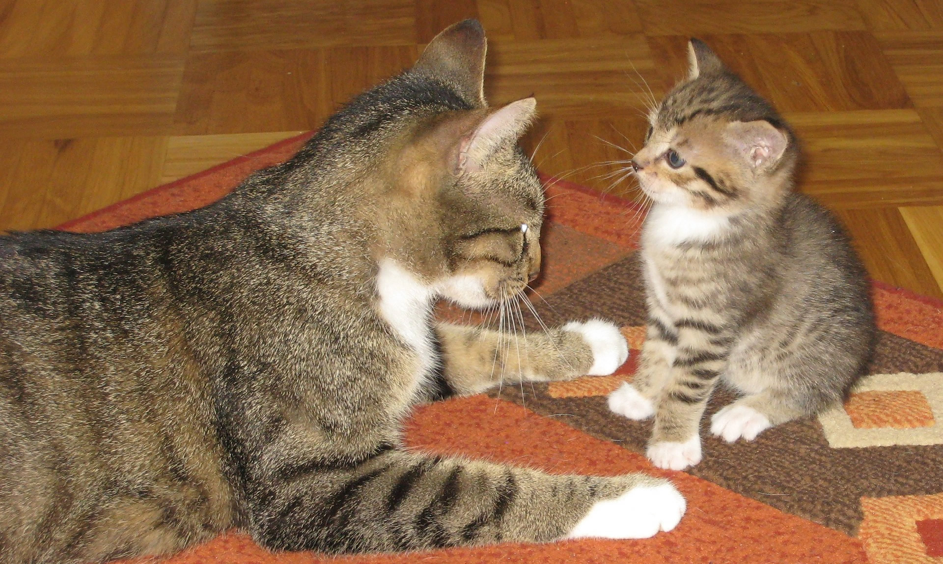 Der Ratgeber rund um die Katze zum Thema Katzenhaltung, Katzenspielzeug und Kratzbäume