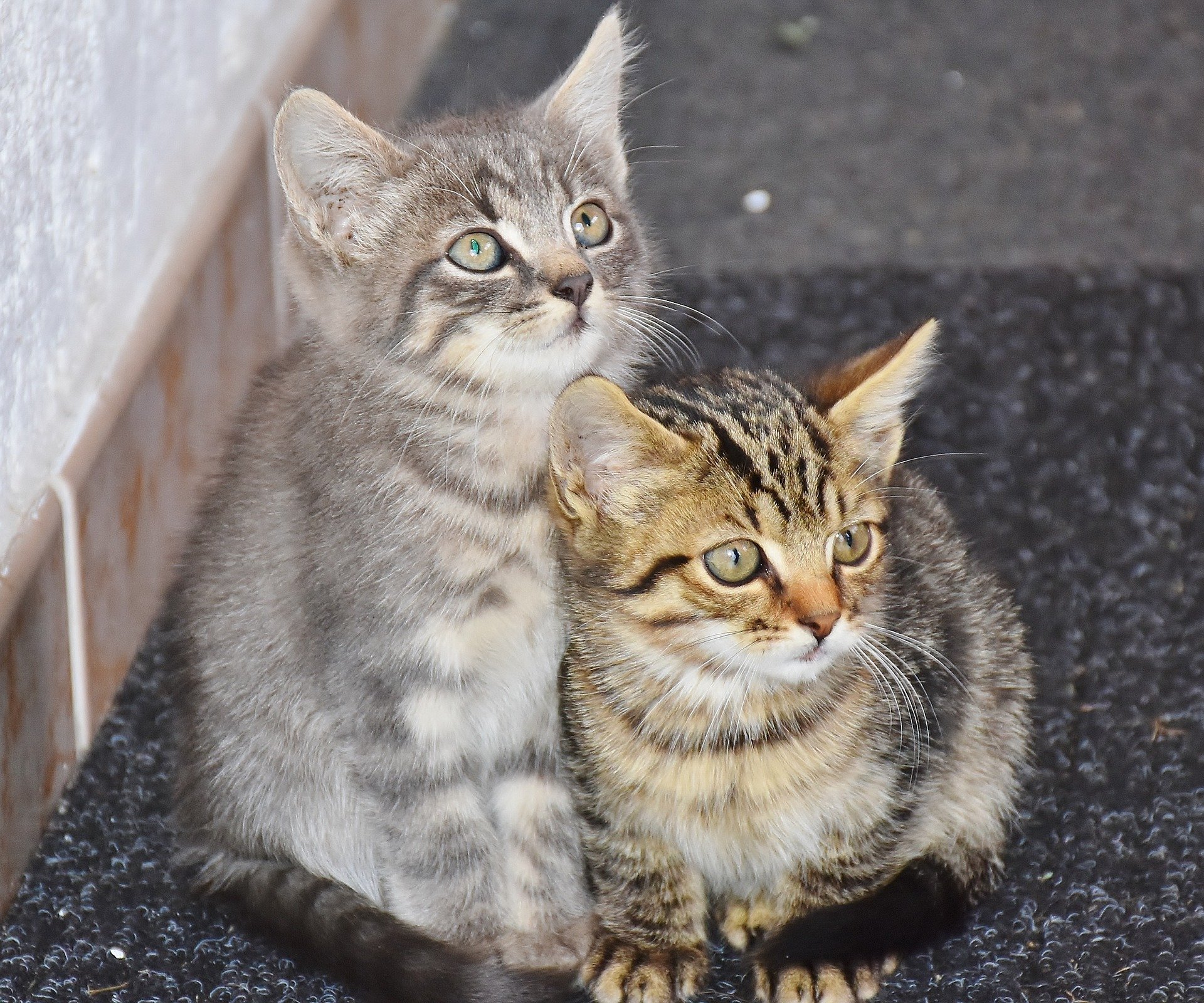 Der Ratgeber rund um die Katze zum Thema Katzenhaltung, Katzenspielzeug und Kratzbäume