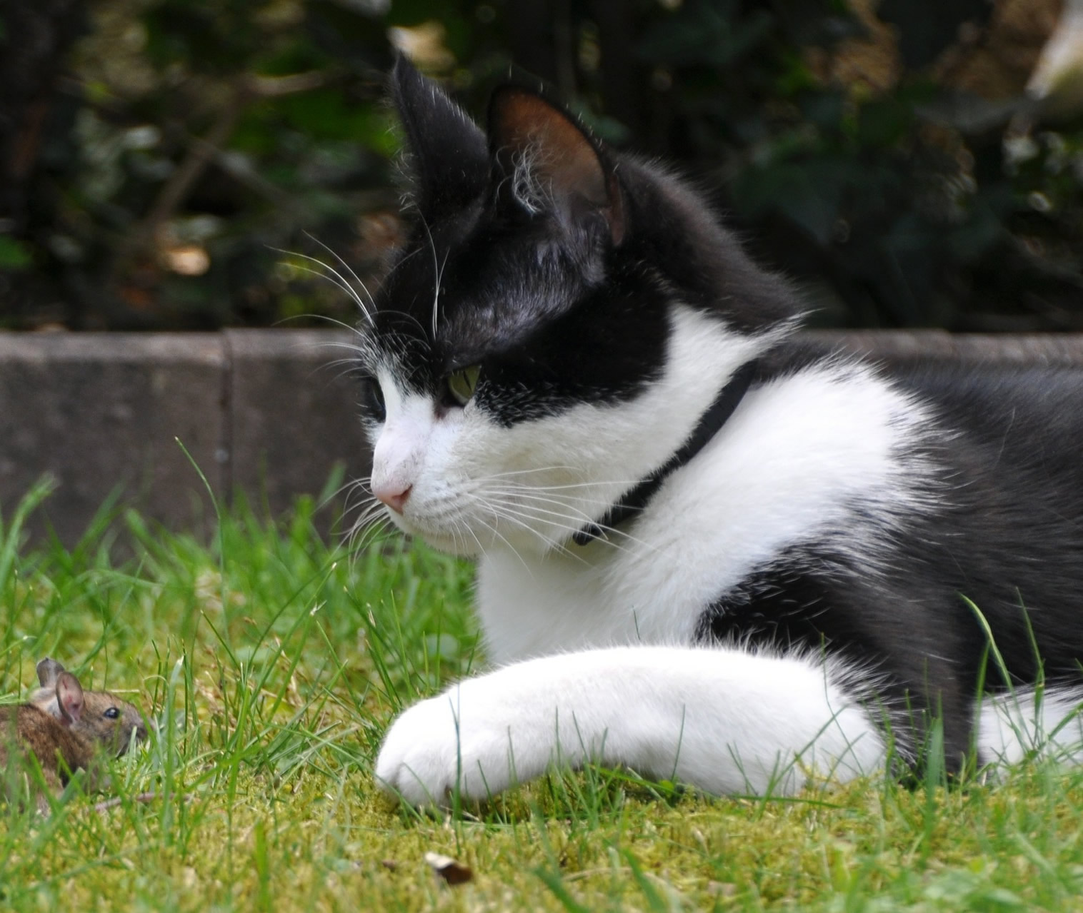 Der Ratgeber rund um die Katze zum Thema Katzenhaltung, Katzenspielzeug und Kratzbäume