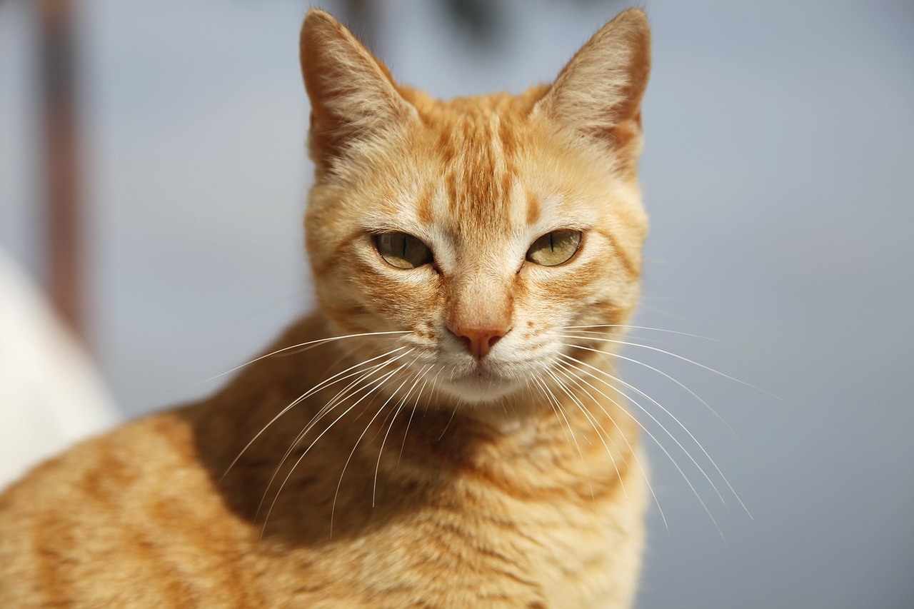 Der Ratgeber rund um die Katze zum Thema Katzenhaltung, Katzenspielzeug und Kratzbäume