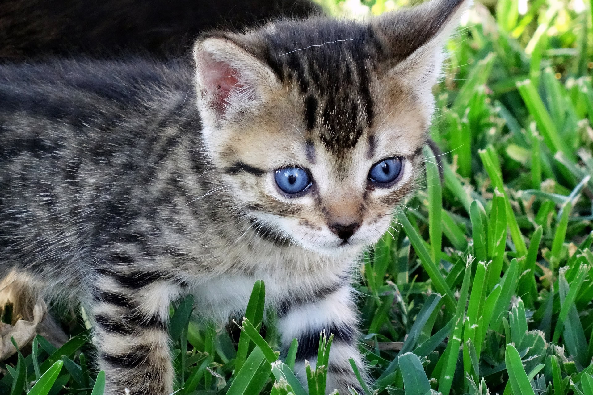 Der Ratgeber rund um die Katze zum Thema Katzenhaltung, Katzenspielzeug und Kratzbäume