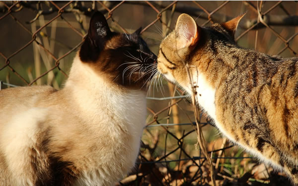 Der Ratgeber rund um die Katze zum Thema Katzenhaltung, Katzenspielzeug und Kratzbäume