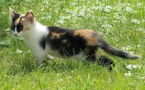 Der Ratgeber rund um die Katze zum Thema Katzenhaltung, Katzenspielzeug und Kratzbäume