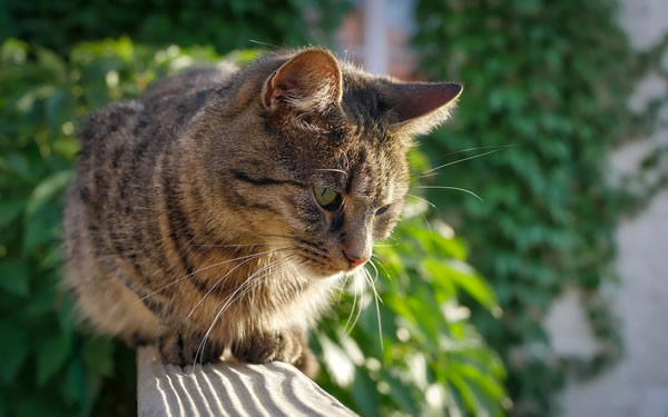 Der Ratgeber rund um die Katze zum Thema Katzenhaltung, Katzenspielzeug und Kratzbäume