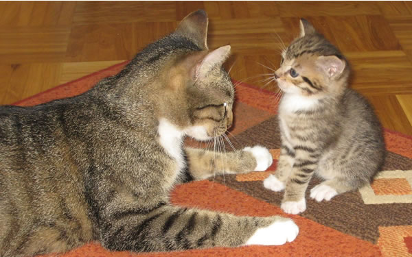 Der Ratgeber rund um die Katze zum Thema Katzenhaltung, Katzenspielzeug und Kratzbäume