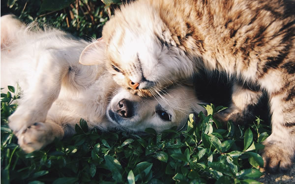 Der Ratgeber rund um die Katze zum Thema Katzenhaltung, Katzenspielzeug und Kratzbäume