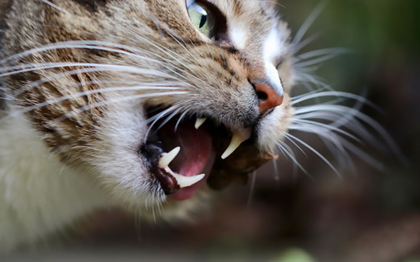 Der Ratgeber rund um die Katze zum Thema Katzenhaltung, Katzenspielzeug und Kratzbäume