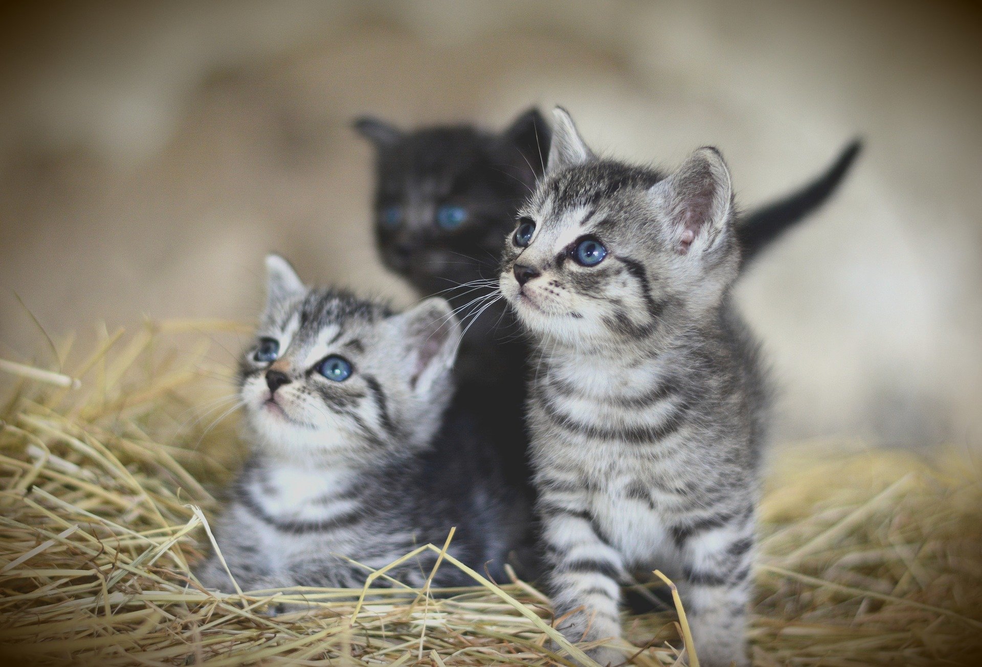 Der Ratgeber rund um die Katze zum Thema Katzenhaltung, Katzenspielzeug und Kratzbäume