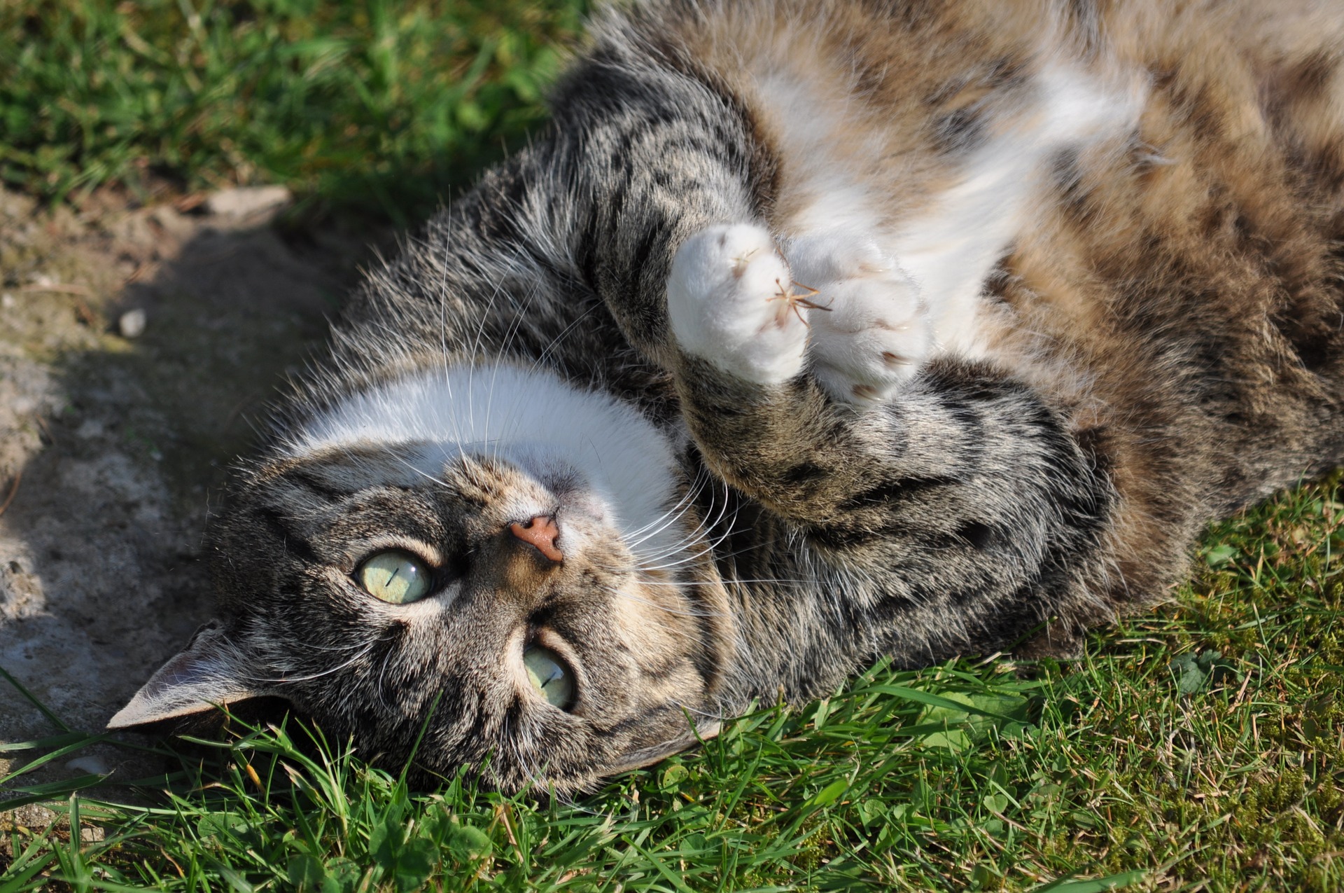 Der Ratgeber rund um die Katze zum Thema Katzenhaltung, Katzenspielzeug und Kratzbäume