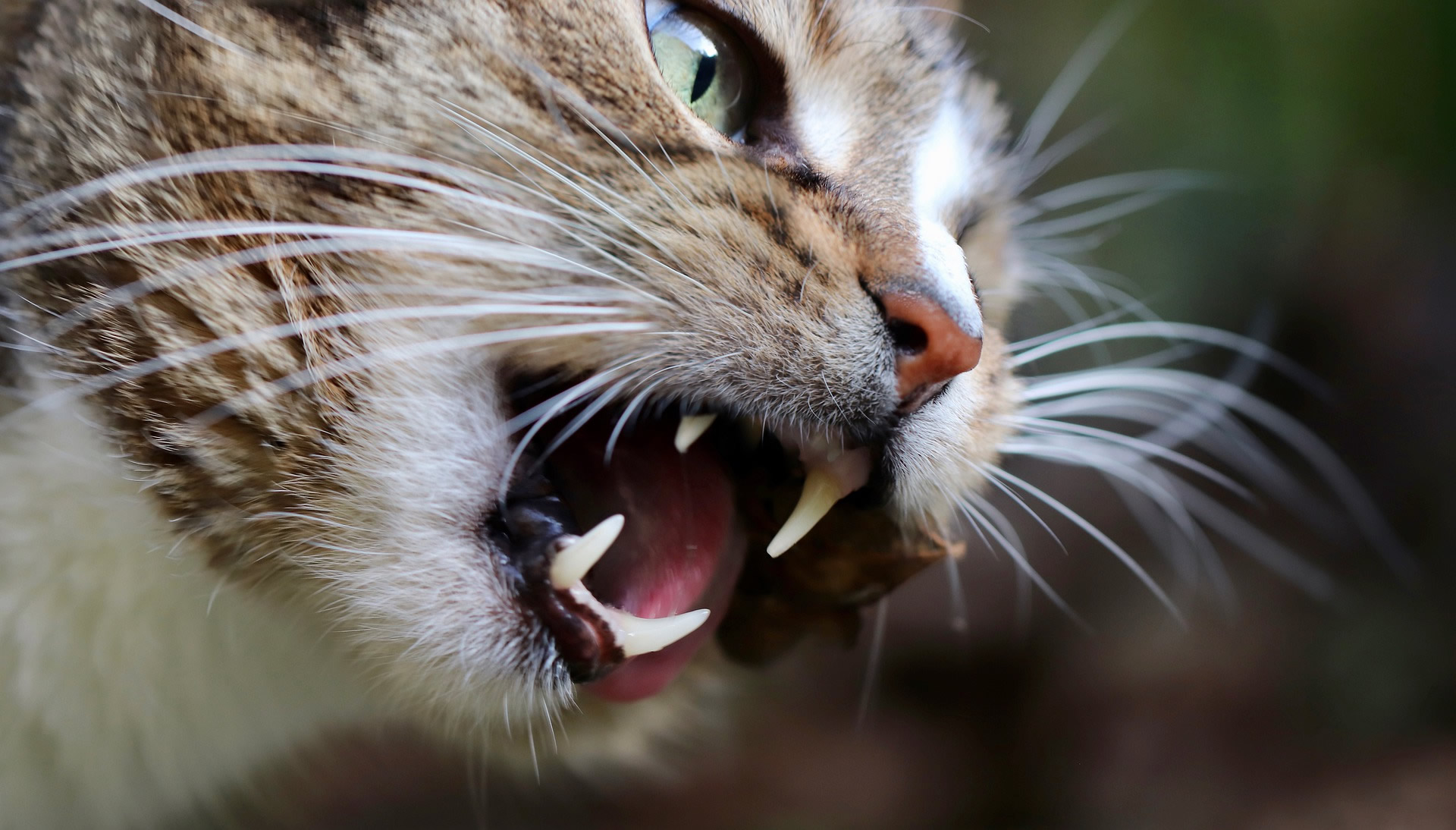 Der Ratgeber rund um die Katze zum Thema Katzenhaltung, Katzenspielzeug und Kratzbäume