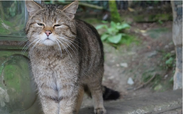 Der Ratgeber rund um die Katze zum Thema Katzenhaltung, Katzenspielzeug und Kratzbäume