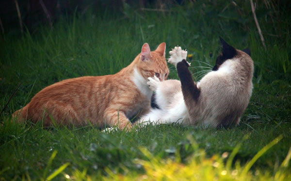 Der Ratgeber rund um die Katze zum Thema Katzenhaltung, Katzenspielzeug und Kratzbäume