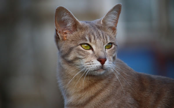 Der Ratgeber rund um die Katze zum Thema Katzenhaltung, Katzenspielzeug und Kratzbäume