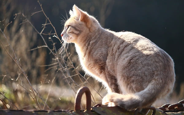 Der Ratgeber rund um die Katze zum Thema Katzenhaltung, Katzenspielzeug und Kratzbäume