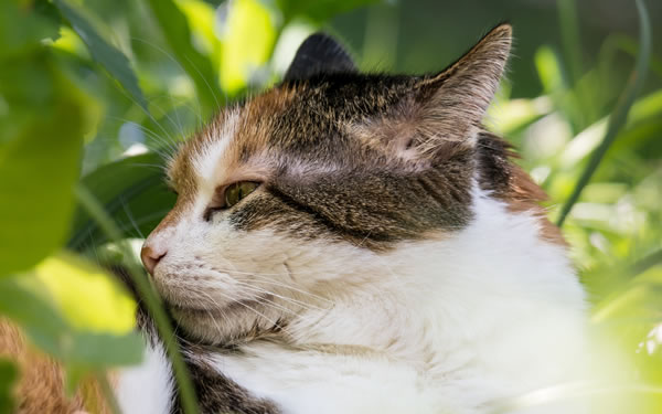 Der Ratgeber rund um die Katze zum Thema Katzenhaltung, Katzenspielzeug und Kratzbäume