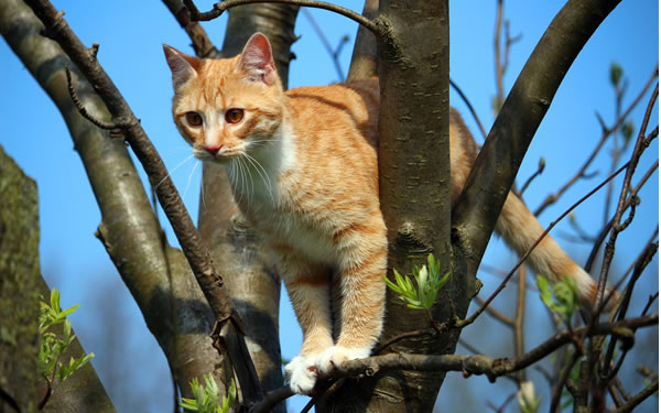 Der Ratgeber rund um die Katze zum Thema Katzenhaltung, Katzenspielzeug und Kratzbäume