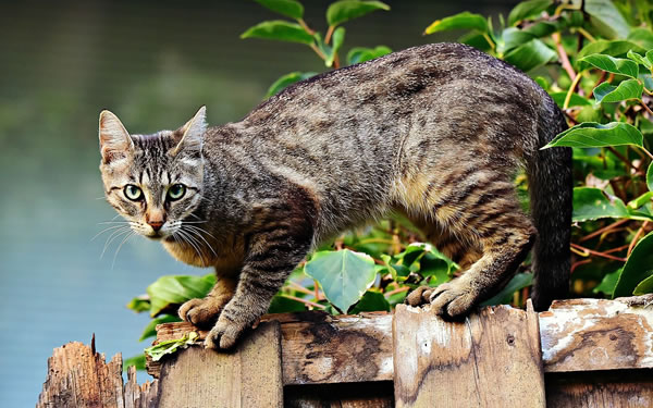 Der Ratgeber rund um die Katze zum Thema Katzenhaltung, Katzenspielzeug und Kratzbäume