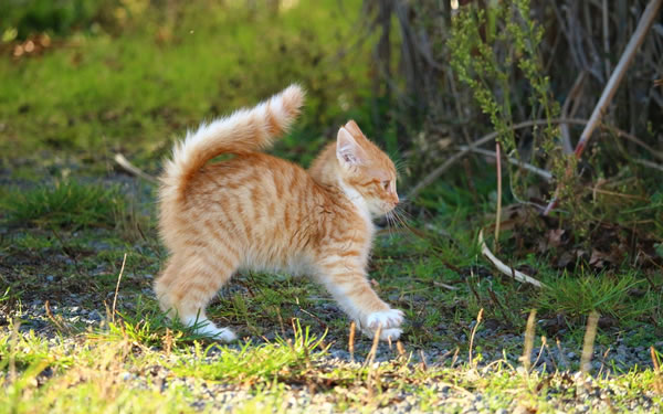 Der Ratgeber rund um die Katze zum Thema Katzenhaltung, Katzenspielzeug und Kratzbäume