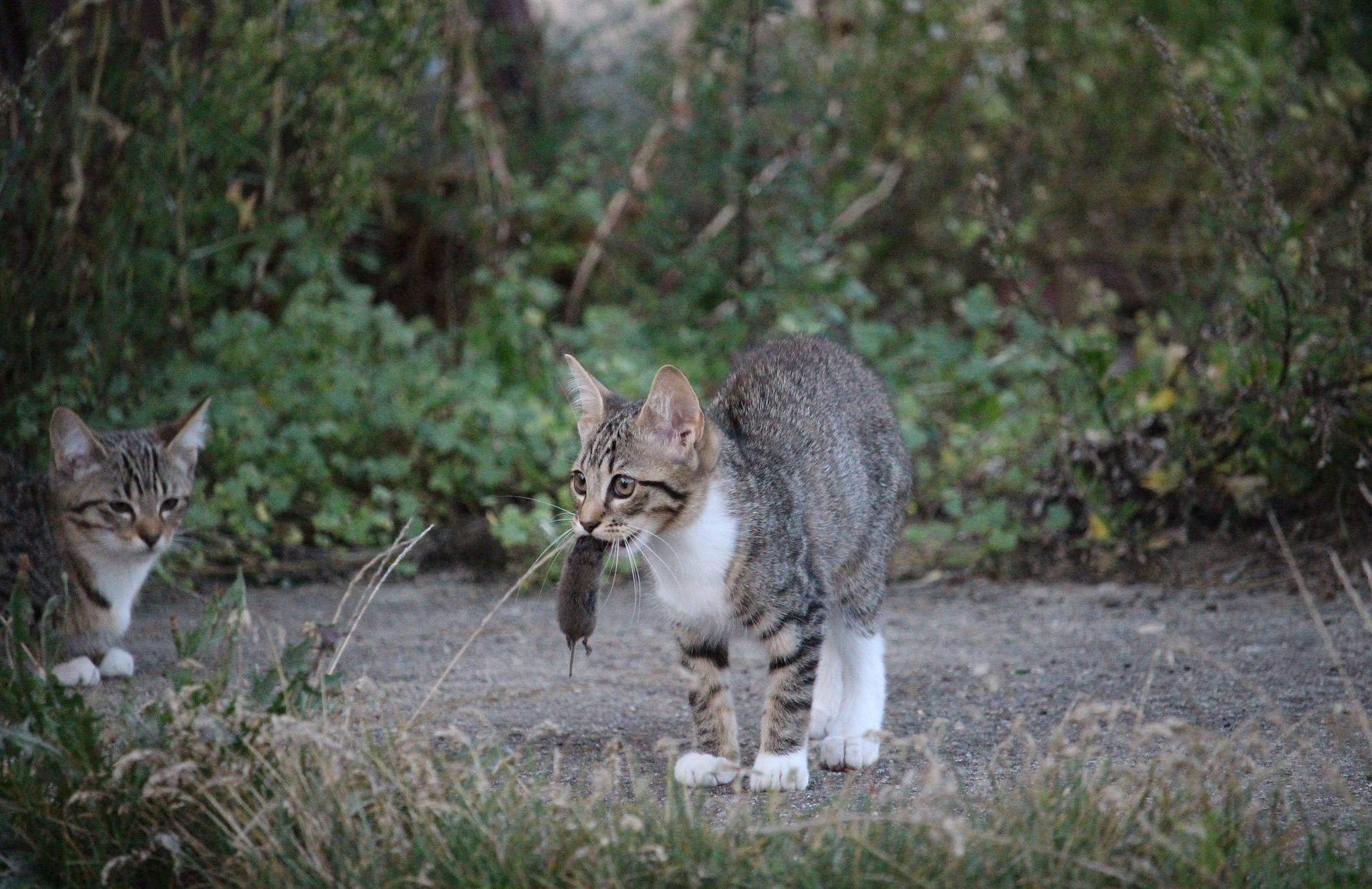 Der Ratgeber rund um die Katze zum Thema Katzenhaltung, Katzenspielzeug und Kratzbäume