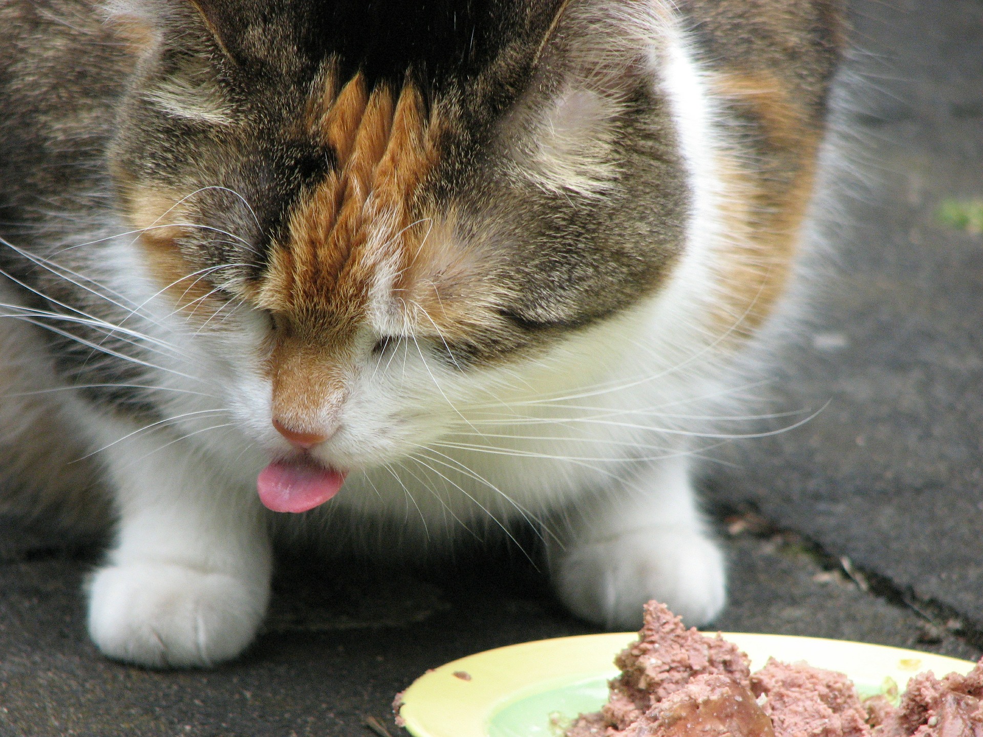 Der Ratgeber rund um die Katze zum Thema Katzenhaltung, Katzenspielzeug und Kratzbäume