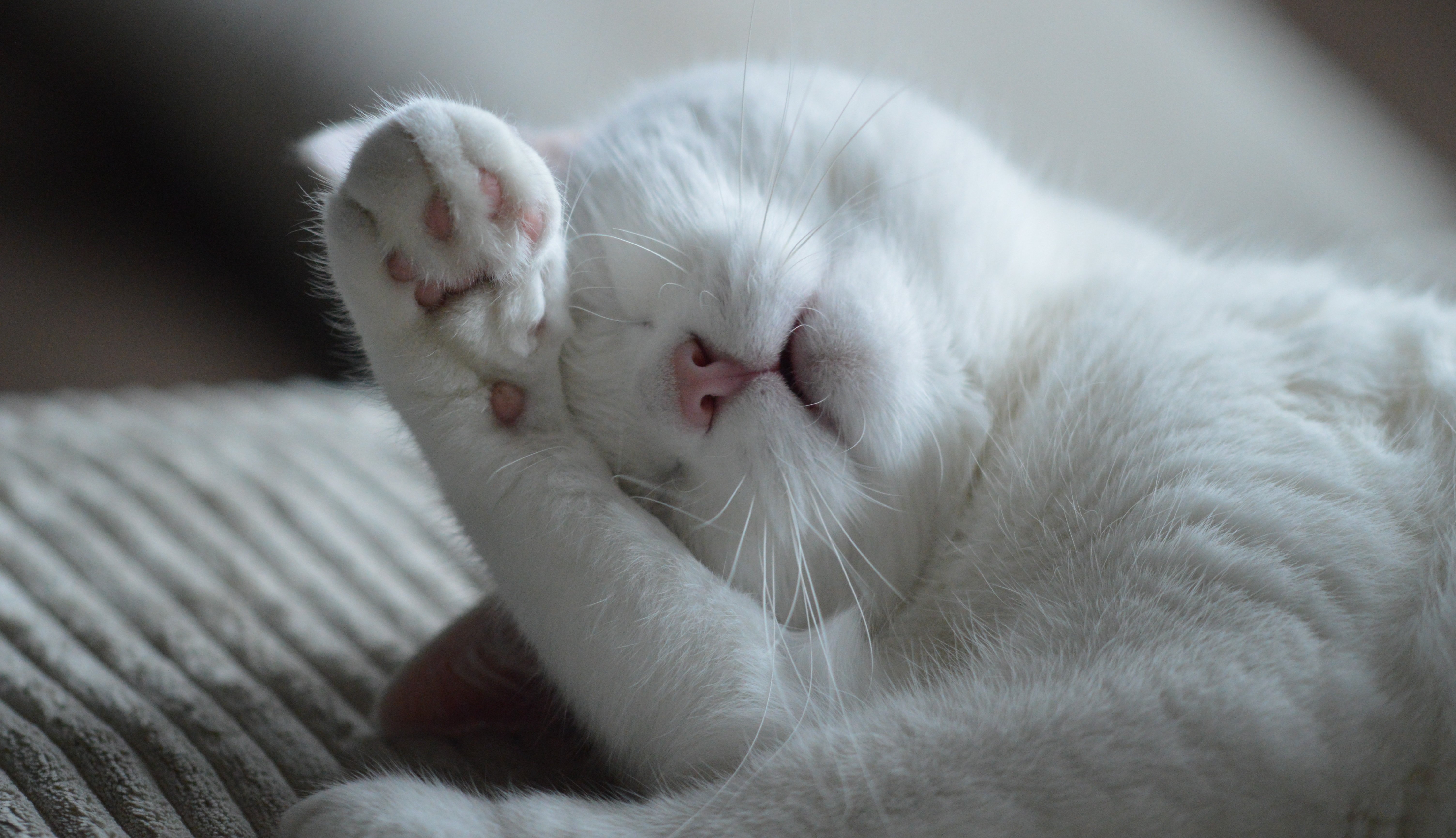 Der Ratgeber rund um die Katze zum Thema Katzenhaltung, Katzenspielzeug und Kratzbäume