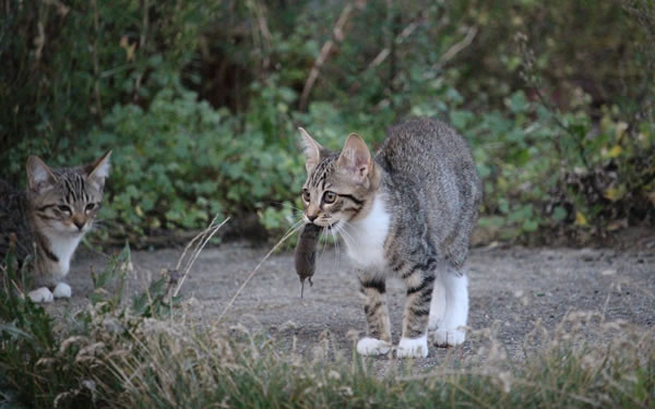 Der Ratgeber rund um die Katze zum Thema Katzenhaltung, Katzenspielzeug und Kratzbäume