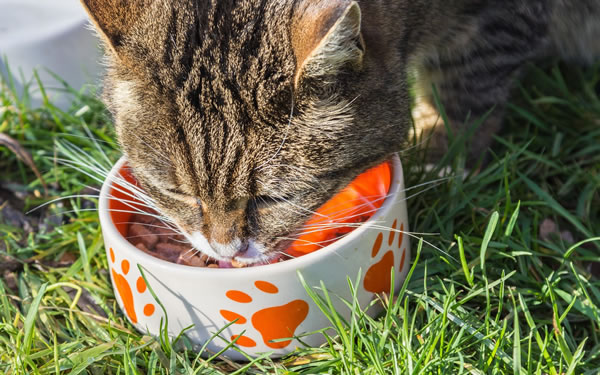 Der Ratgeber rund um die Katze zum Thema Katzenhaltung, Katzenspielzeug und Kratzbäume