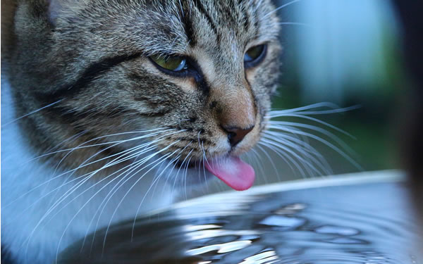 Der Ratgeber rund um die Katze zum Thema Katzenhaltung, Katzenspielzeug und Kratzbäume