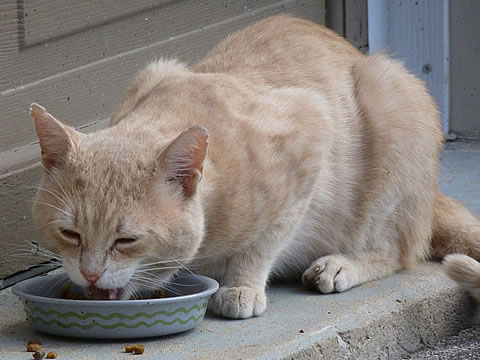 Der Ratgeber rund um die Katze zum Thema Katzenhaltung, Katzenspielzeug und Kratzbäume