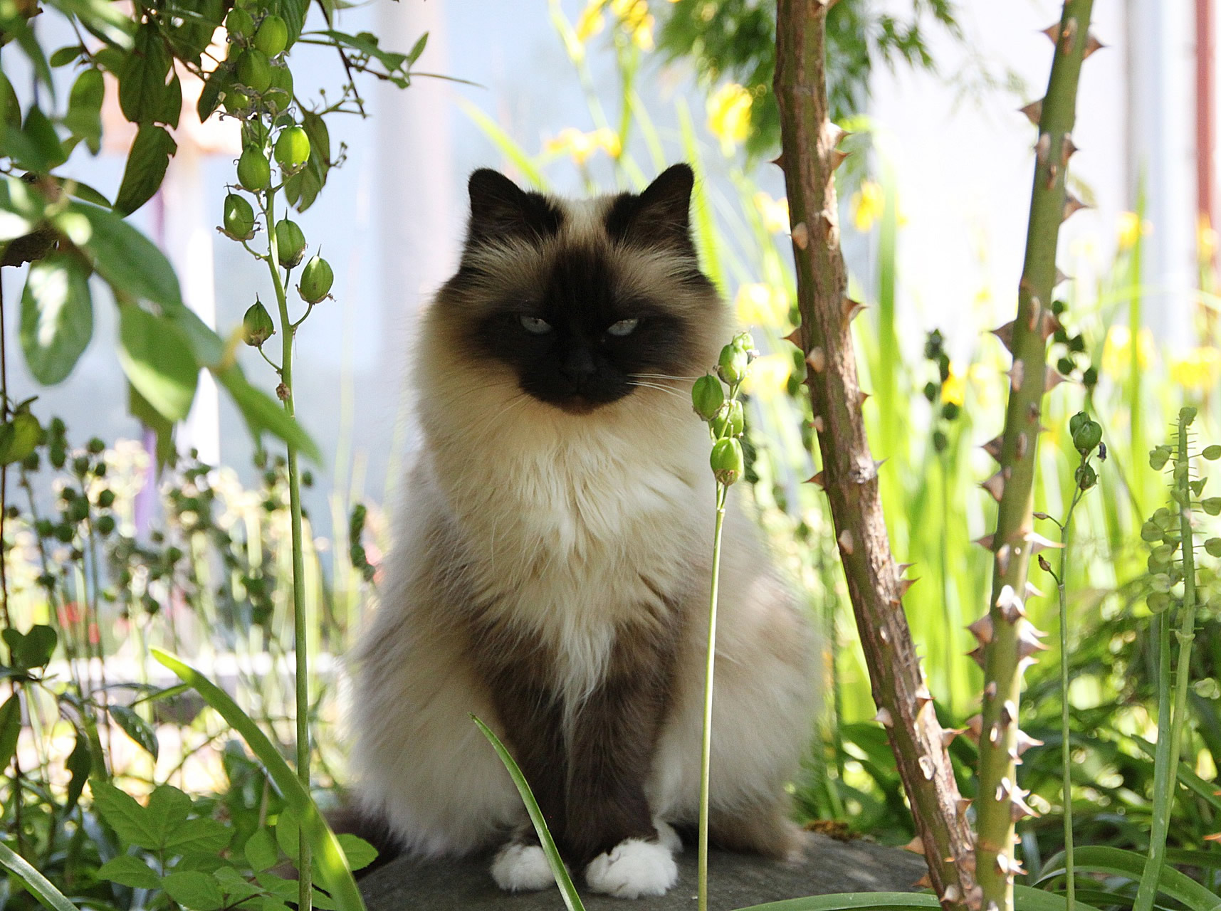 Der Ratgeber rund um die Katze zum Thema Katzenhaltung, Katzenspielzeug und Kratzbäume