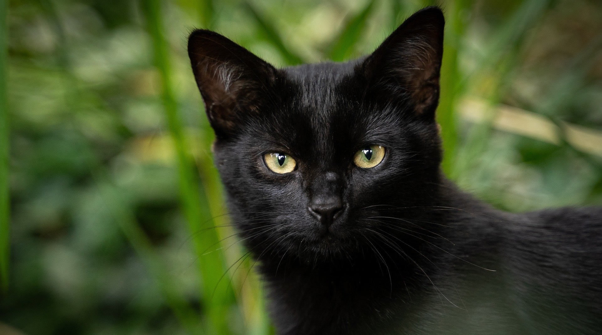 Der Ratgeber rund um die Katze zum Thema Katzenhaltung, Katzenspielzeug und Kratzbäume