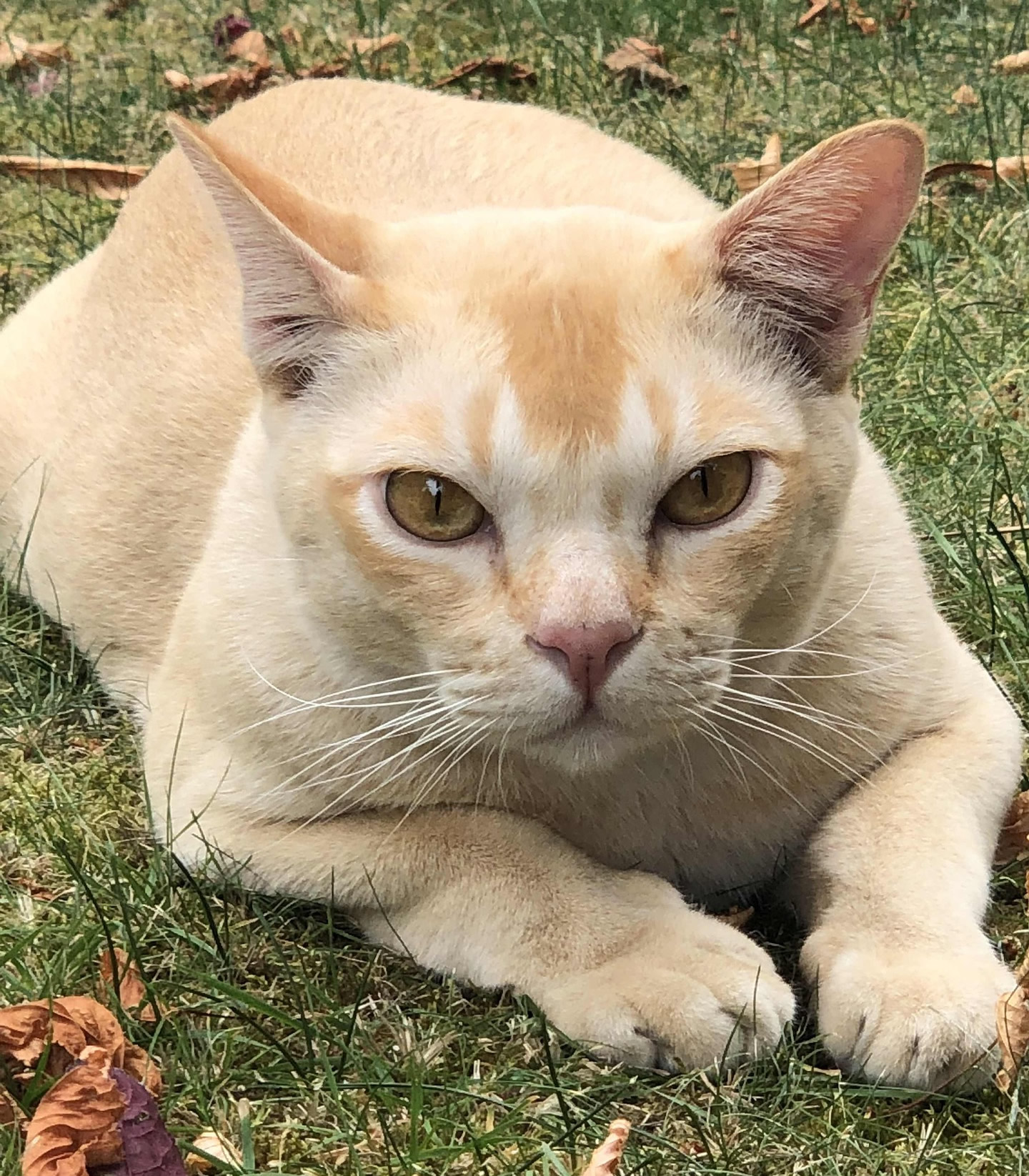 Der Ratgeber rund um die Katze zum Thema Katzenhaltung, Katzenspielzeug und Kratzbäume