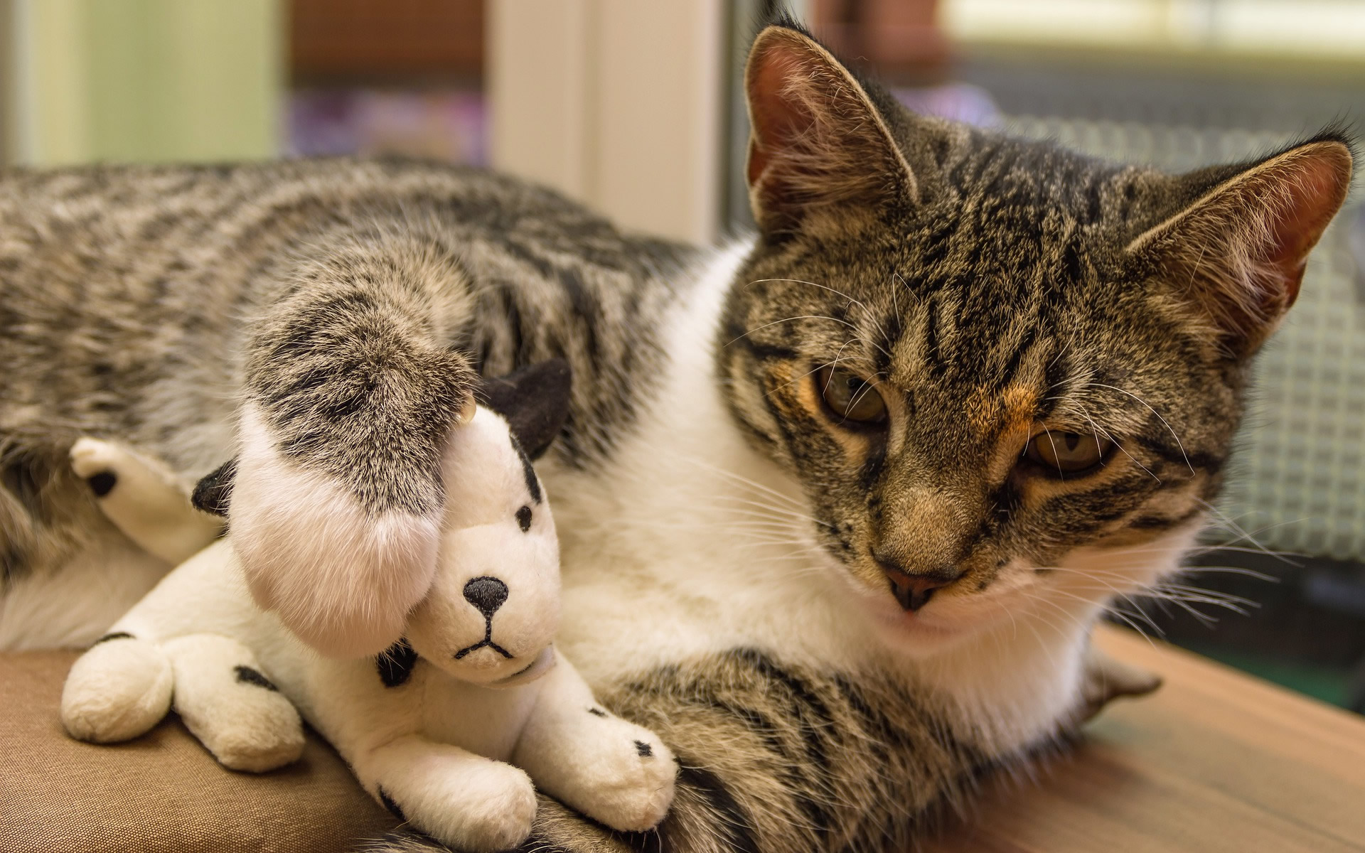 Der Ratgeber rund um die Katze zum Thema Katzenhaltung, Katzenspielzeug und Kratzbäume