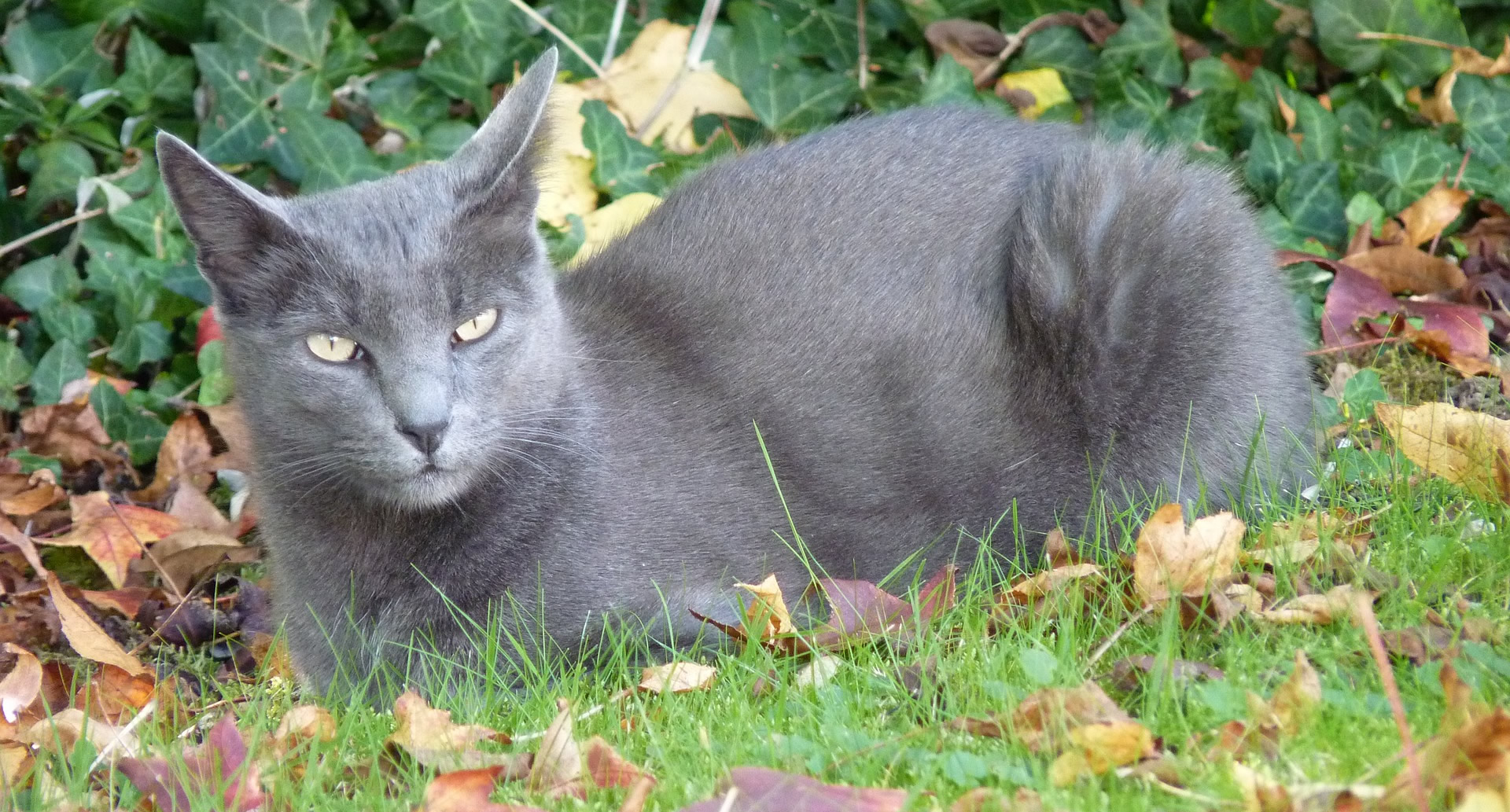 Der Ratgeber rund um die Katze zum Thema Katzenhaltung, Katzenspielzeug und Kratzbäume